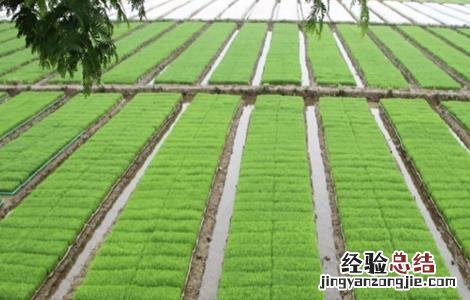水稻育苗技术要点 水稻育苗方法及经验