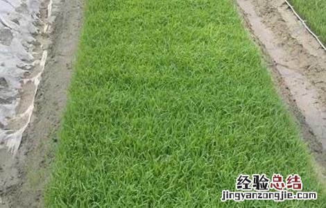 水稻育苗技术要点 水稻育苗方法及经验