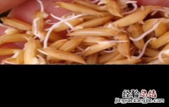 水稻育苗技术要点 水稻育苗方法及经验