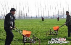小麦冬季施肥注意事项和禁忌 小麦冬季施肥注意事项