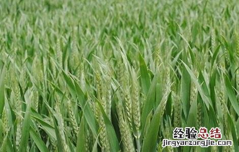 小麦冬季施肥注意事项和禁忌 小麦冬季施肥注意事项