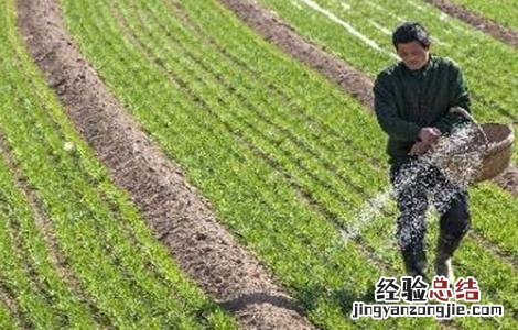 小麦冬季施肥注意事项和禁忌 小麦冬季施肥注意事项