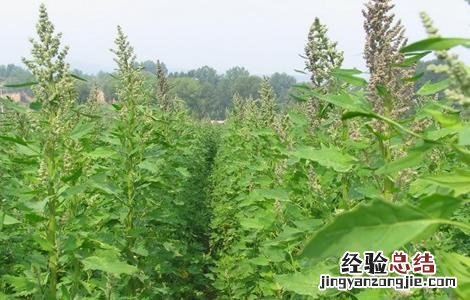 藜麦种植的注意事项和禁忌 藜麦种植的注意事项