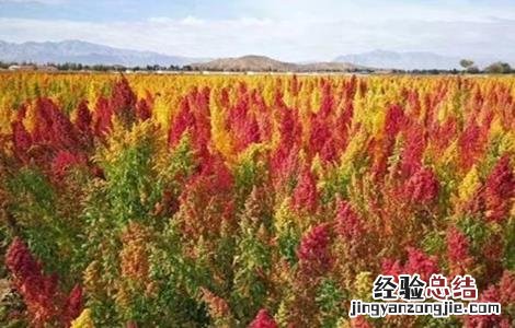 藜麦种植的注意事项和禁忌 藜麦种植的注意事项