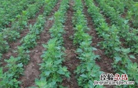 藜麦种植的注意事项和禁忌 藜麦种植的注意事项