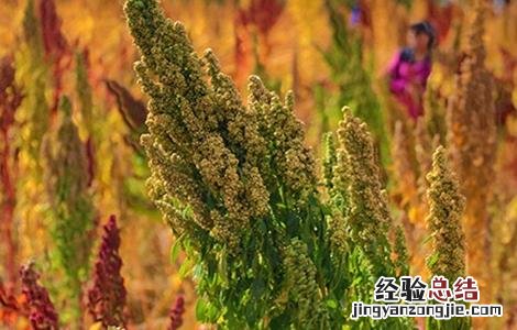 藜麦种植的注意事项和禁忌 藜麦种植的注意事项