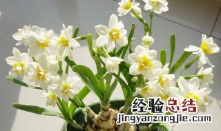 水仙花怎么养 我们一起来了解一下