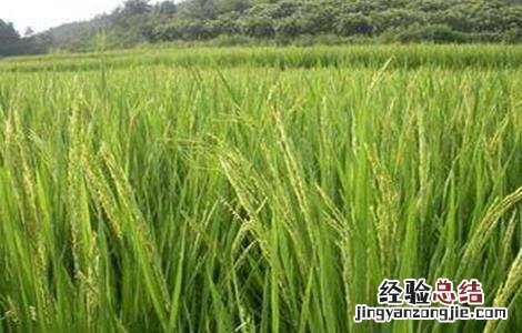 水稻抽穗困难的原因及解决方法 水稻抽穗困难的原因及解决方法有哪些