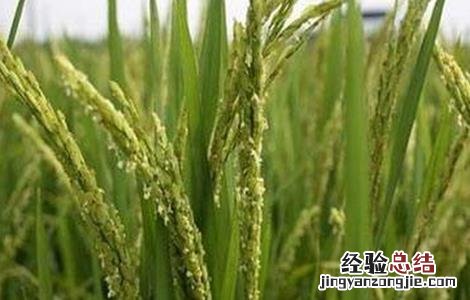 水稻抽穗困难的原因及解决方法 水稻抽穗困难的原因及解决方法有哪些