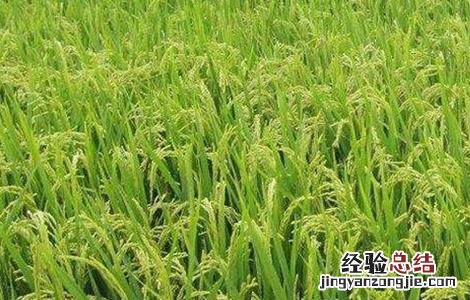 水稻抽穗困难的原因及解决方法 水稻抽穗困难的原因及解决方法有哪些