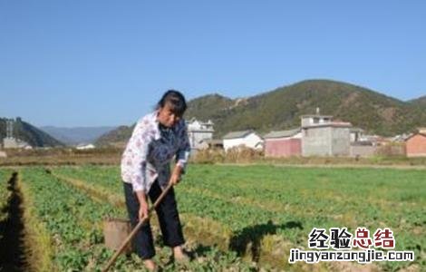 油菜的高产施肥技术 油菜高产与施肥技术