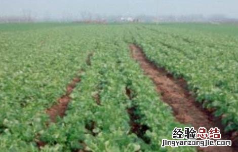 油菜的高产施肥技术 油菜高产与施肥技术