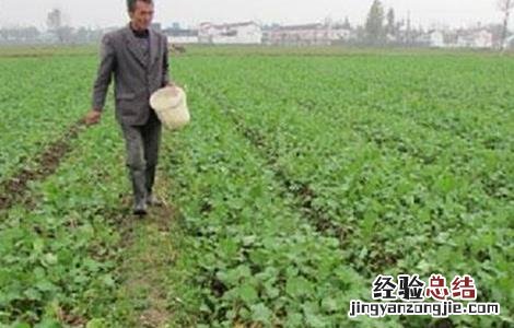 油菜的高产施肥技术 油菜高产与施肥技术