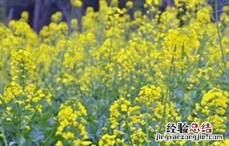 油菜的高产施肥技术 油菜高产与施肥技术
