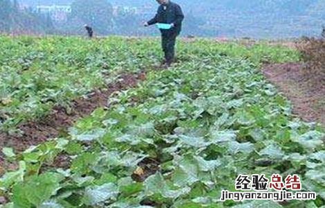 油菜的高产施肥技术 油菜高产与施肥技术