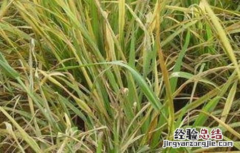 水稻早衰的原因及防治方法图片 水稻早衰的原因及防治方法