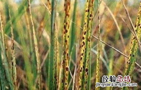 水稻早衰的原因及防治方法图片 水稻早衰的原因及防治方法