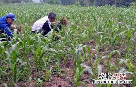 高粱的田间管理要点是什么 高粱的田间管理要点