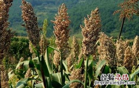 高粱的田间管理要点是什么 高粱的田间管理要点
