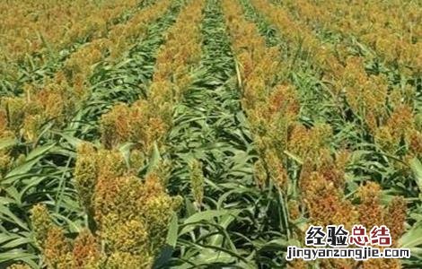 高粱的田间管理要点是什么 高粱的田间管理要点