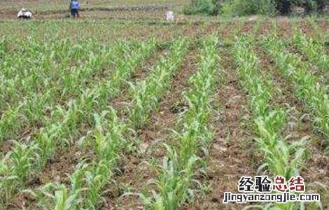 高粱的田间管理要点是什么 高粱的田间管理要点