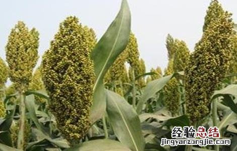 高粱的田间管理要点是什么 高粱的田间管理要点