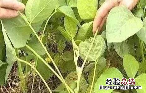 大豆落花落荚的原因 大豆落花落荚的原因是
