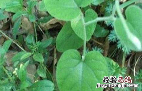 大豆落花落荚的原因 大豆落花落荚的原因是