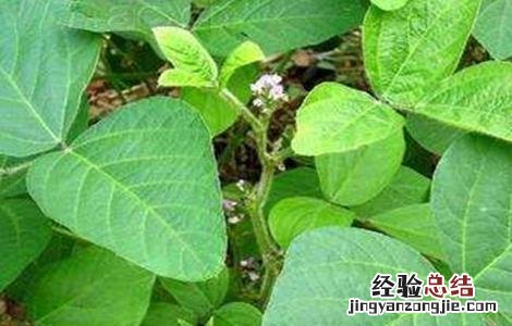 大豆落花落荚的原因 大豆落花落荚的原因是