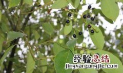 香樟子果的功效与作用图片 香樟子果的功效与作用
