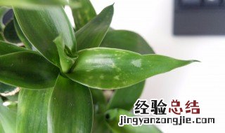 富贵竹叶子发黄怎么救 有什么方法可以解决