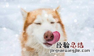 狗鼻子红怎么了 来了解一下