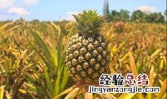 菠萝怎么削皮 菠萝削皮方法