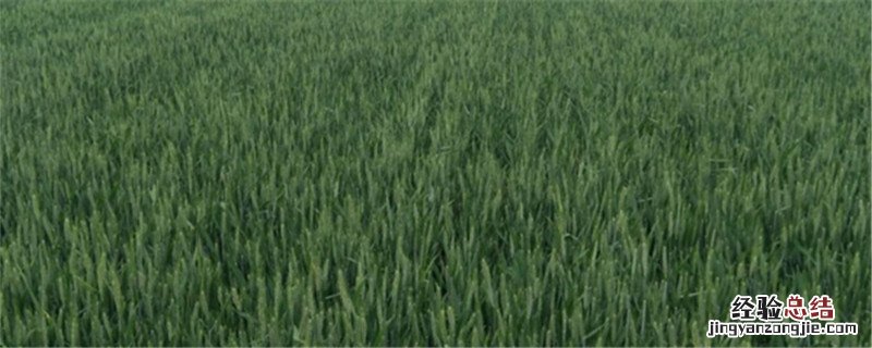 小麦白叶是什么病 小麦白叶是什么病害