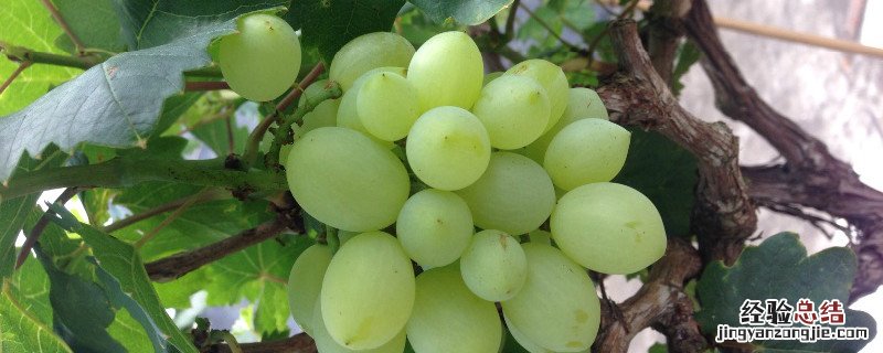 葡萄开花前施什么肥 葡萄开花前施什么肥料