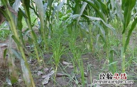 玉米套种高产作物 玉米套种高产作物种子