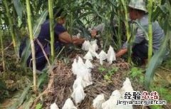 玉米套种高产作物 玉米套种高产作物种子