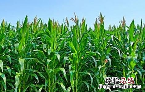 玉米套种高产作物 玉米套种高产作物种子