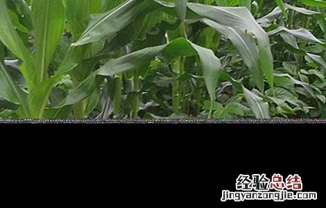 玉米套种高产作物 玉米套种高产作物种子