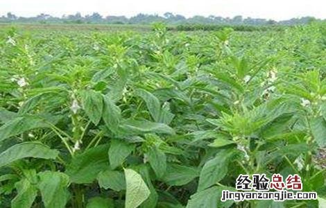 芝麻的施肥技术 芝麻的施肥技术与管理
