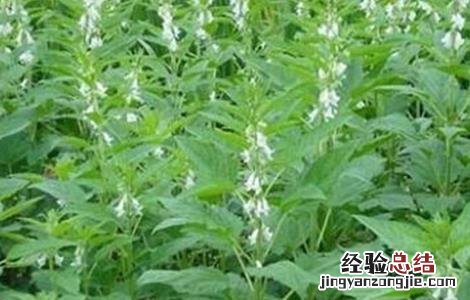 芝麻的施肥技术 芝麻的施肥技术与管理