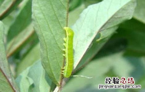 油菜的病虫害防治方法 油菜的病虫害防治方法有