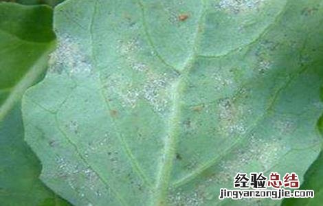 油菜的病虫害防治方法 油菜的病虫害防治方法有