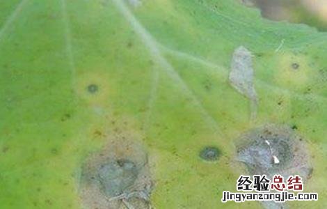 油菜的病虫害防治方法 油菜的病虫害防治方法有