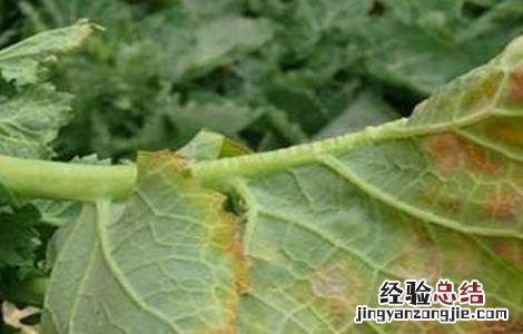 油菜的病虫害防治方法 油菜的病虫害防治方法有