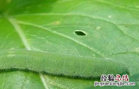 油菜的病虫害防治方法 油菜的病虫害防治方法有