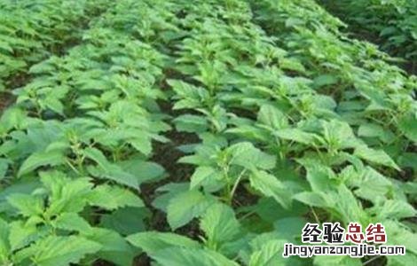 芝麻的苗期管理技术 芝麻出苗后的管理