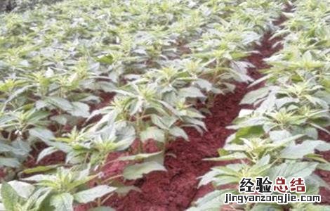 芝麻的苗期管理技术 芝麻出苗后的管理