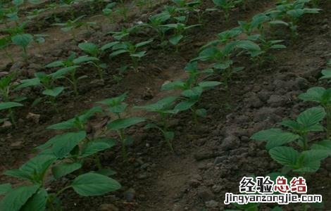 芝麻的苗期管理技术 芝麻出苗后的管理