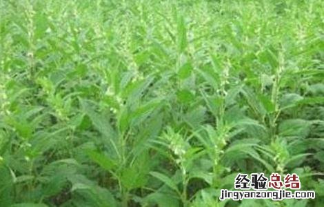 芝麻的苗期管理技术 芝麻出苗后的管理